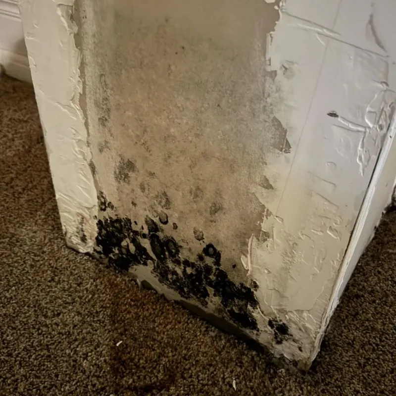 Professional Mold Removal in Tom Bean, TX